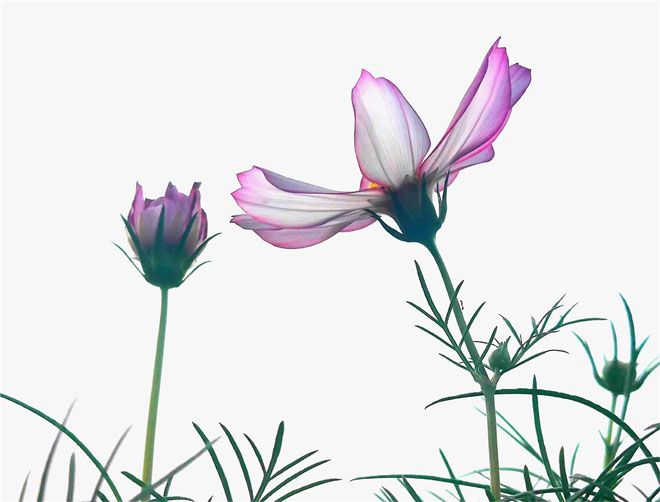 格桑花1.jpg