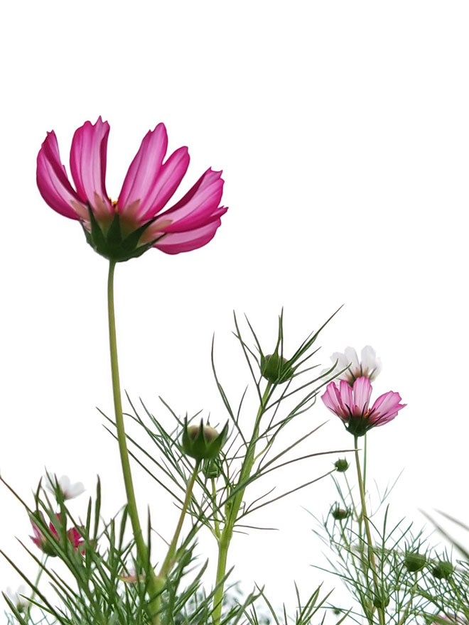 格桑花3.jpg