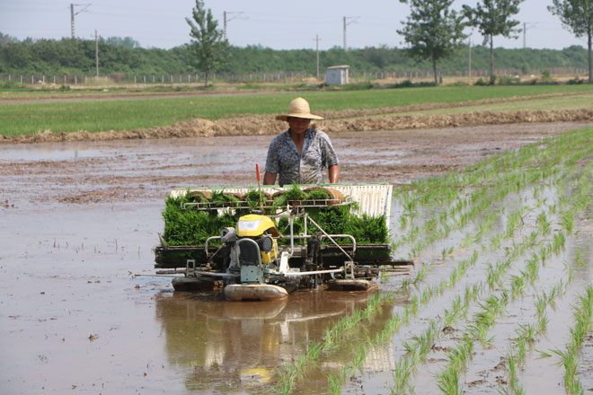 水稻插秧-蒲三、二-051.jpg 水稻插秧-蒲三、二-051.jpg