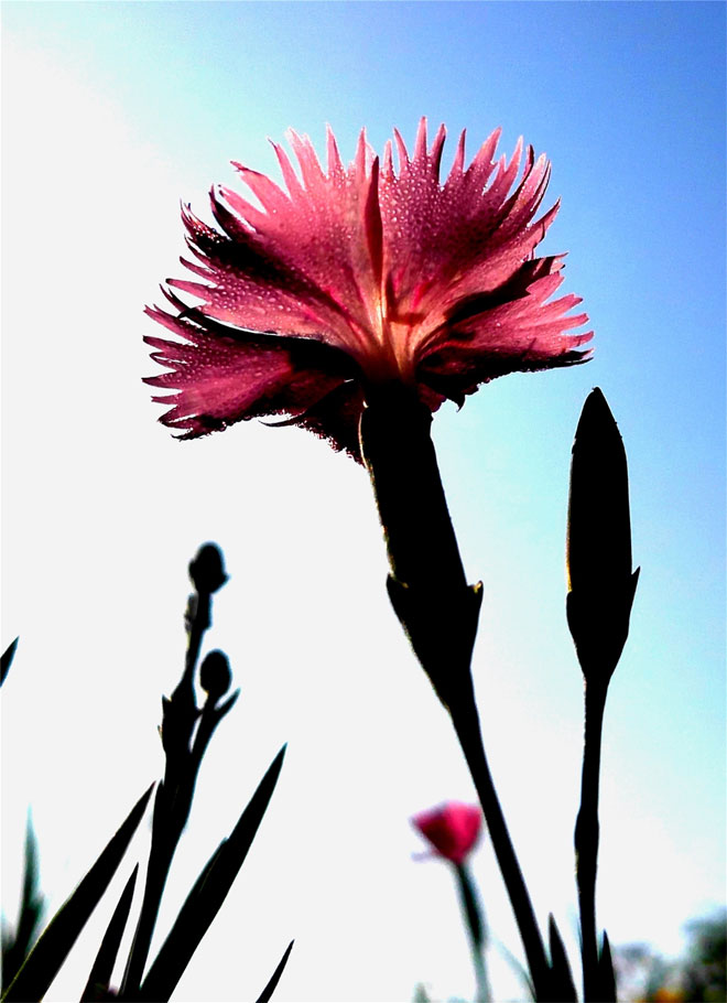 石竹花3.jpg 石竹花3.jpg