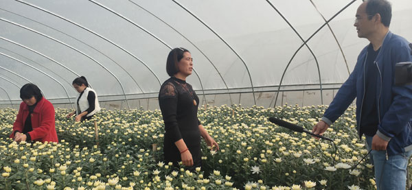 引导村民种植菊花脱贫致富.jpg
