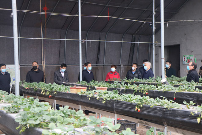 市四进工作组到高峰头镇御园家庭农场督导农业生产.jpg 市四进工作组到高峰头镇御园家庭农场督导农业生产.jpg