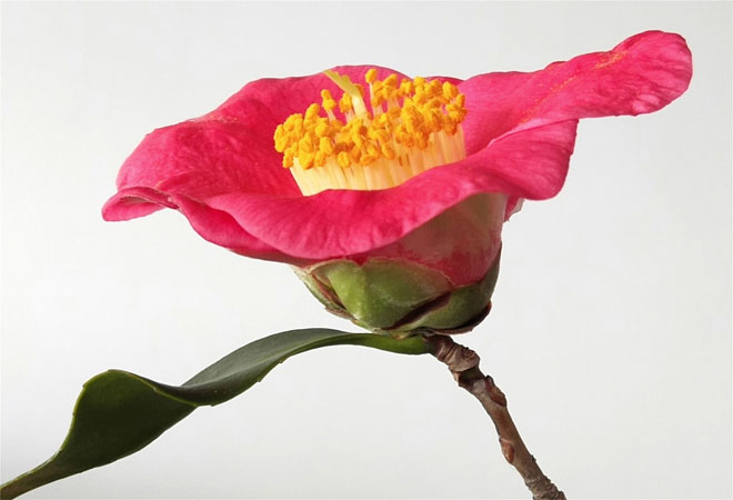 心花怒放.jpg