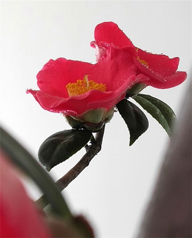 花满枝头.jpg