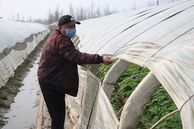 高西村菜农在管理土豆大棚.jpg