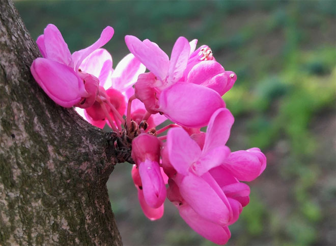 紫荆花4.jpg