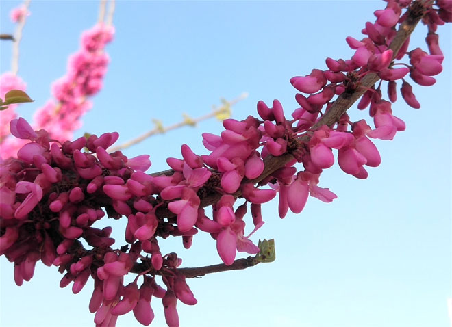 紫荆花8.jpg