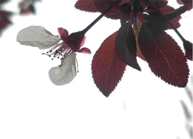 郯城:雨后“残花”景迷人迷19.jpg