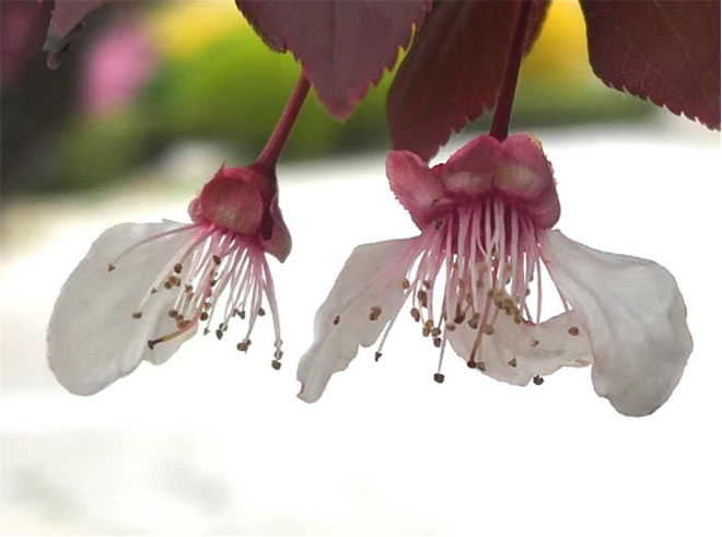 郯城:雨后“残花”景迷人迷21.jpg