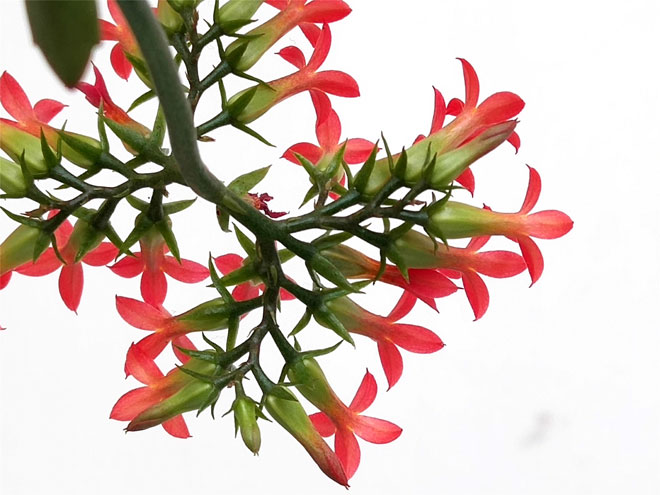 长寿花5.jpg