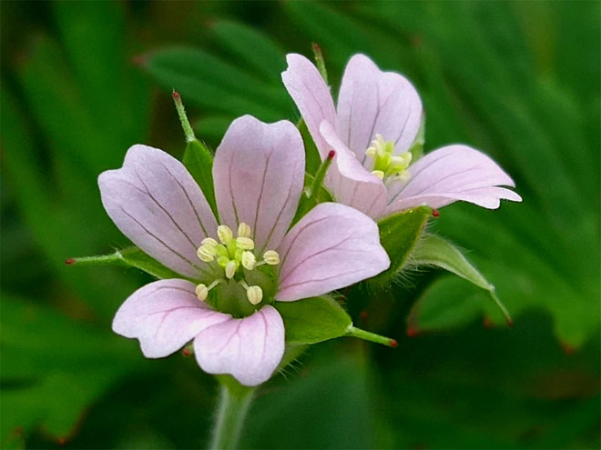 老鹤草5.jpg