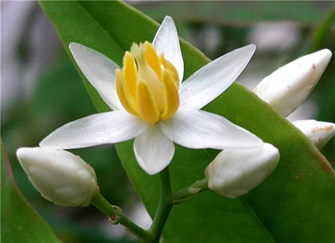 竹子开花10.jpg
