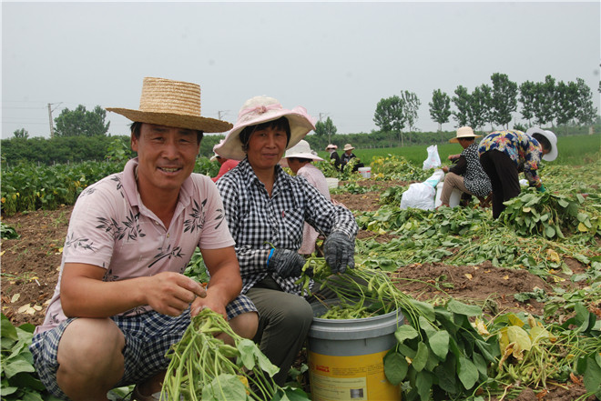 袁堂社区朱沟崖村毛豆种植户王涛（左一）.jpg