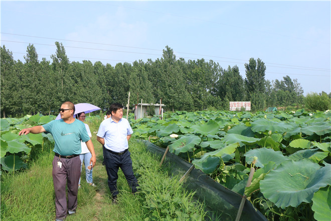 曹东荷花 059.jpg
