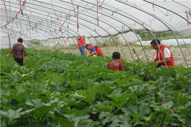 红花镇袁堂社区徐林村贫困户徐勤芳的西葫芦蔬菜大棚.jpg