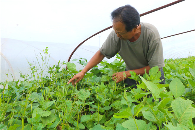 麦城村豆虫 010.jpg